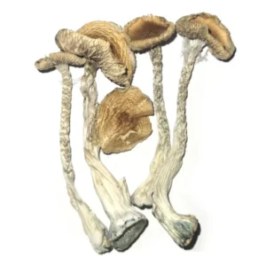PE #6 Magic Mushrooms (premium)