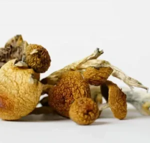 Texas Penis Envy Magic Mushroom (Premium)